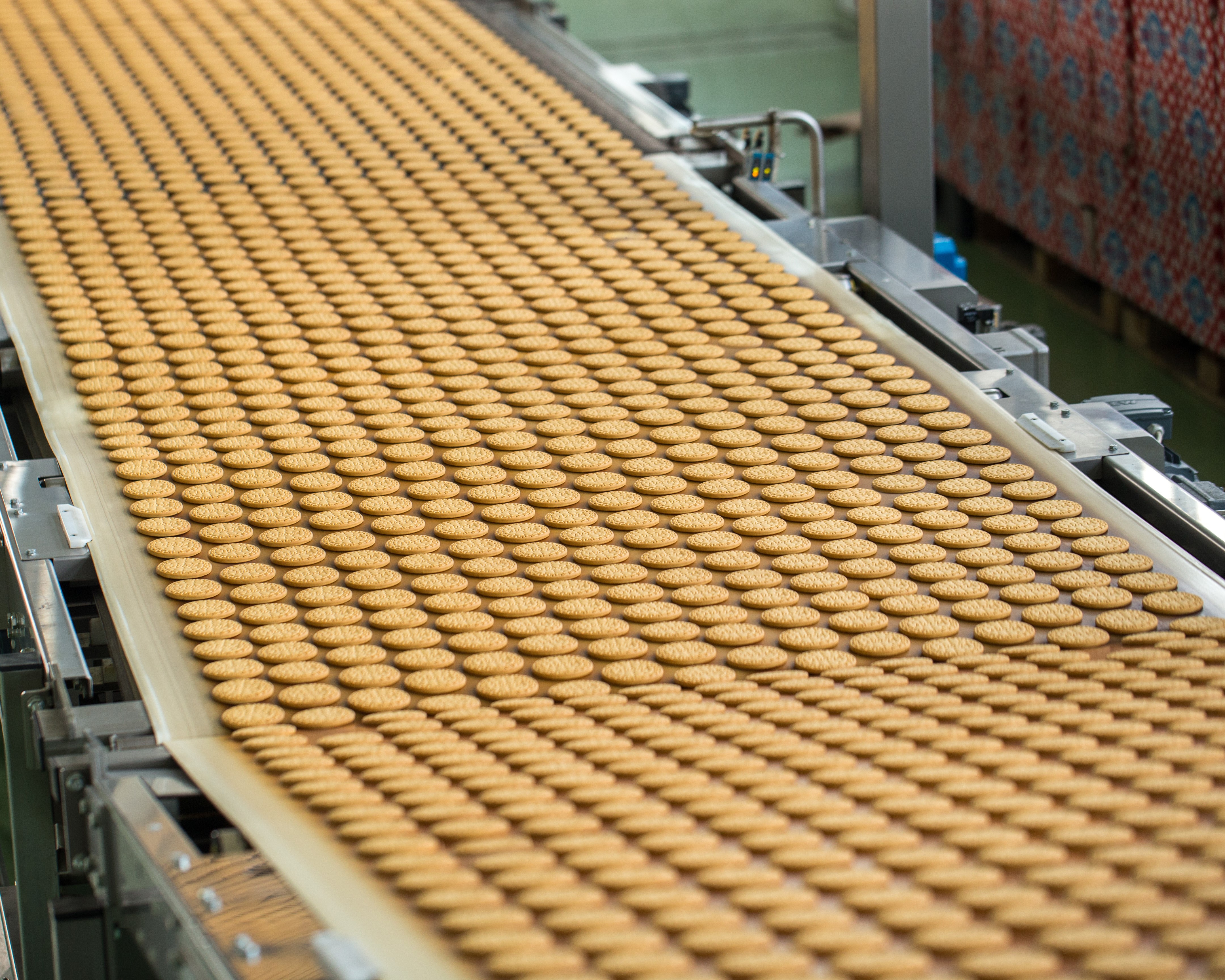 Biscuits being transported through a large conveyor belt.